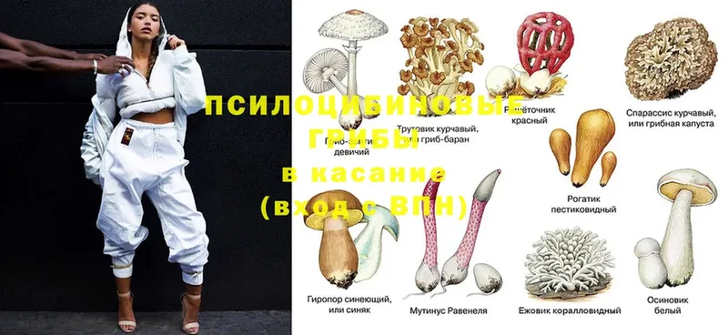 это формула  купить закладку  Козьмодемьянск  Галлюциногенные грибы Psilocybine cubensis 